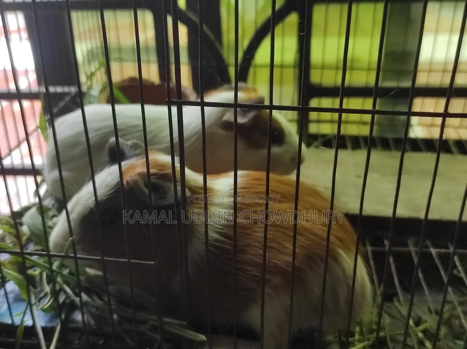 Guinea Pig New Adult Pair