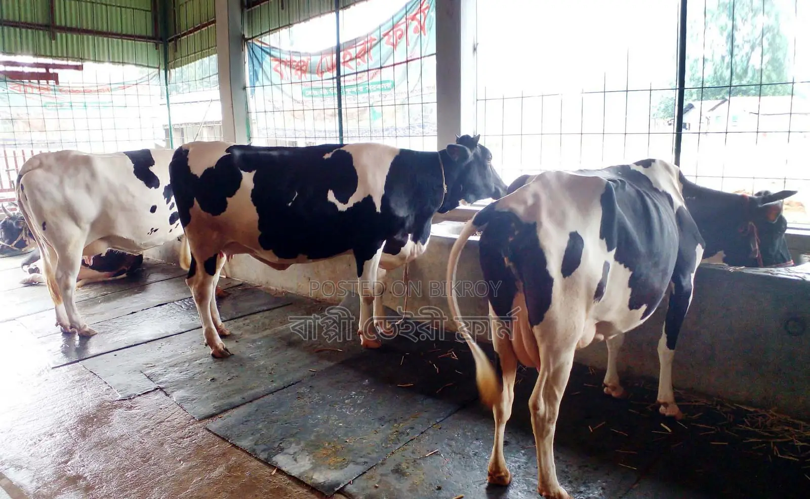 3 Improved Breed Cows for Sale No. 1464