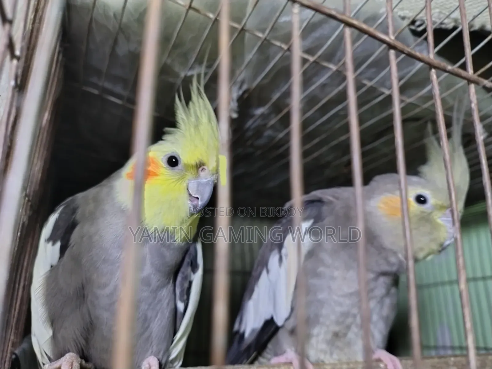 Cockatiel Bird