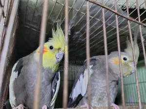 Cockatiel Bird