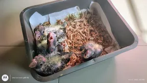 Cockatiel Bird