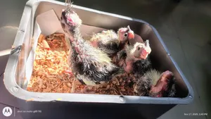 Cockatiel Bird