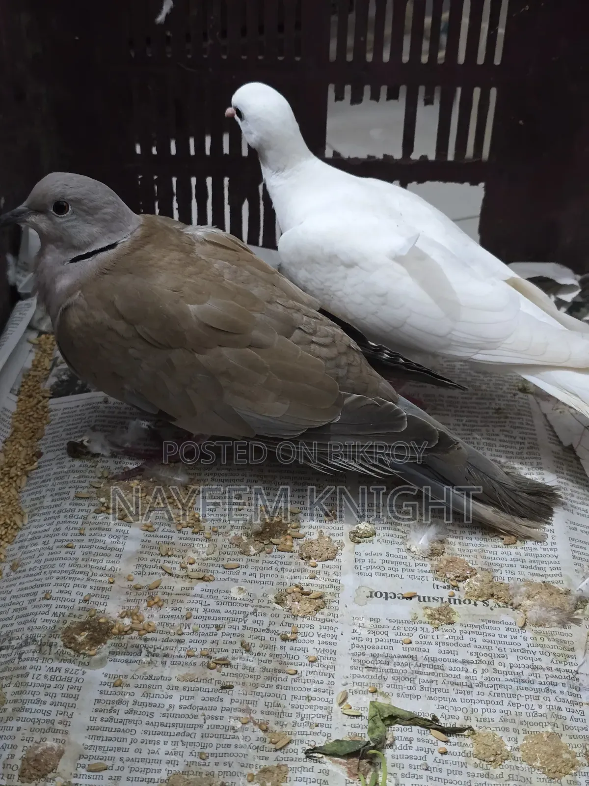 ঘুঘু প্রাপ্তবয়স্ক জোড়া