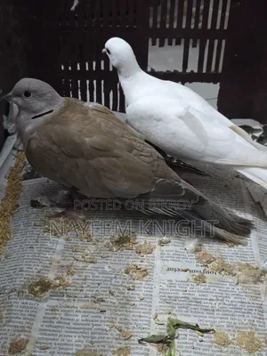 ঘুঘু প্রাপ্তবয়স্ক জোড়া
