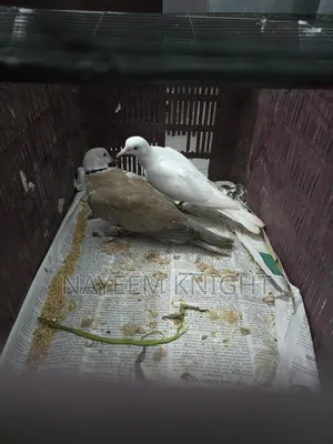 ঘুঘু প্রাপ্তবয়স্ক জোড়া