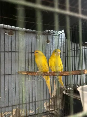 Budgerigar Bird Adult