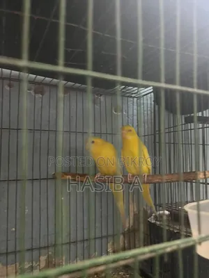 Budgerigar Bird Adult