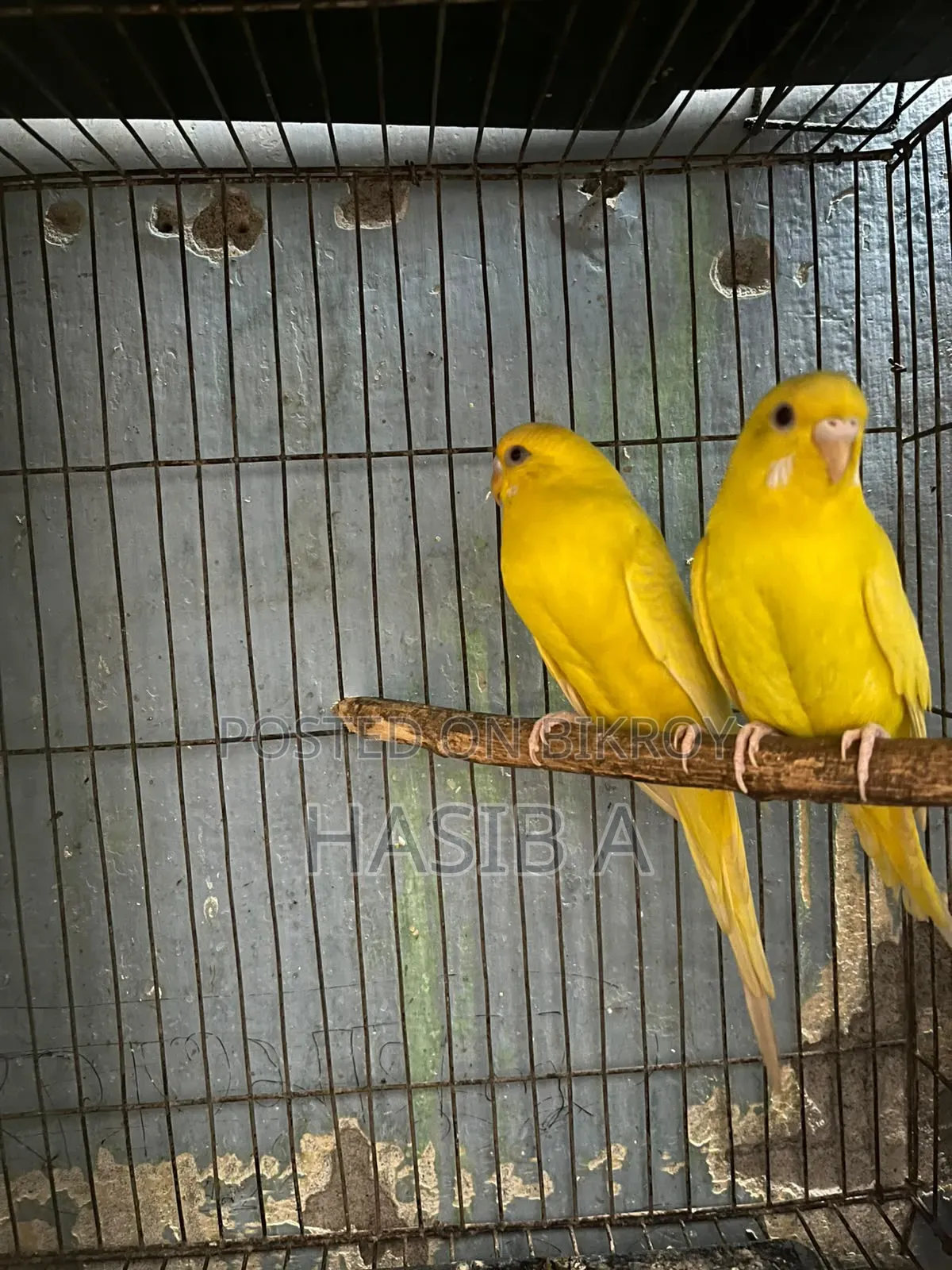 Budgerigar Bird Adult