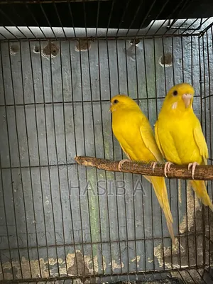 Budgerigar Bird Adult