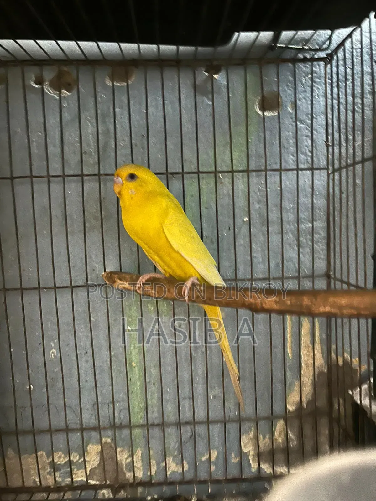 Budgerigar Bird Adult