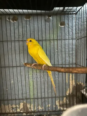 Budgerigar Bird Adult