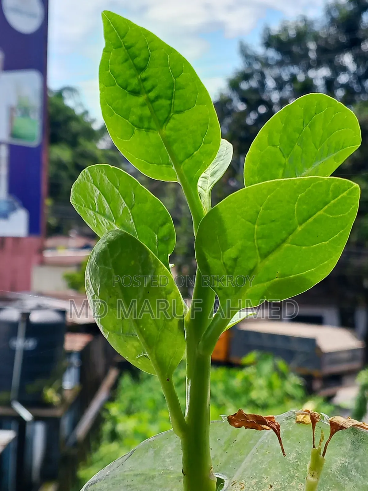ইনফিনিক্স হট ৬০আই ১২৮ জিবি হোয়াইট