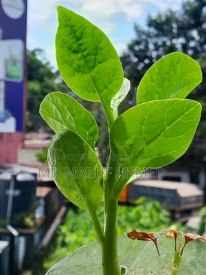ইনফিনিক্স হট ৬০আই ১২৮ জিবি হোয়াইট