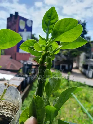 ইনফিনিক্স হট ৬০আই ১২৮ জিবি হোয়াইট