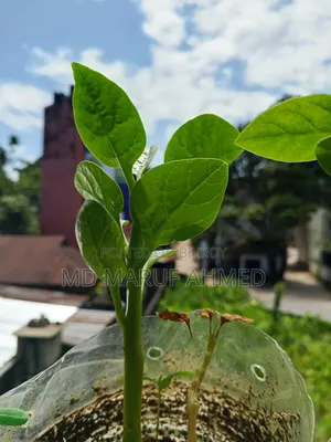ইনফিনিক্স হট ৬০আই ১২৮ জিবি হোয়াইট