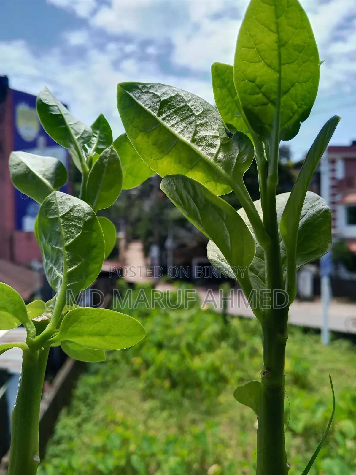 ইনফিনিক্স হট ৬০আই ১২৮ জিবি হোয়াইট