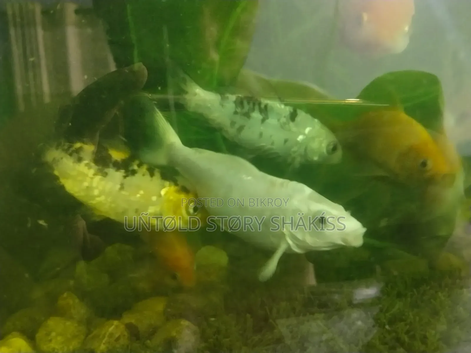 ফিশ মাছ