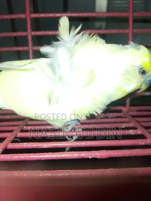 1 Piece DF Yellow JP For Sale