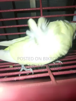 1 Piece DF Yellow JP For Sale