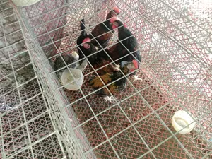 Desi Chicken