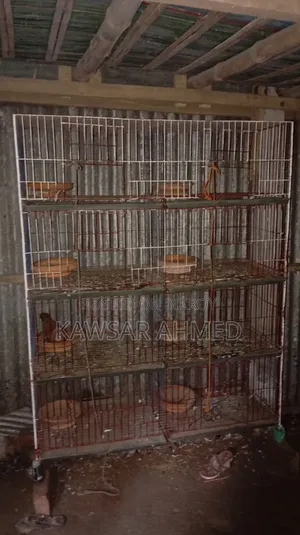 Pigeons for Sale