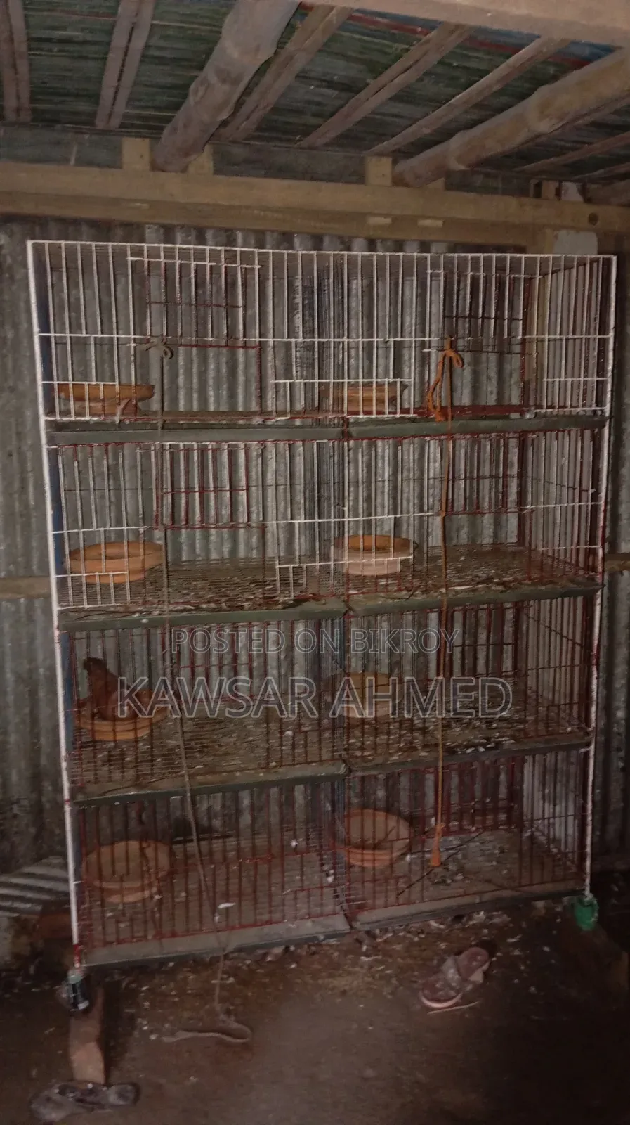 Pigeons for Sale
