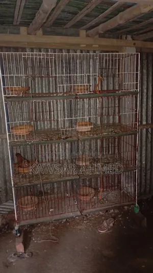 Pigeons for Sale