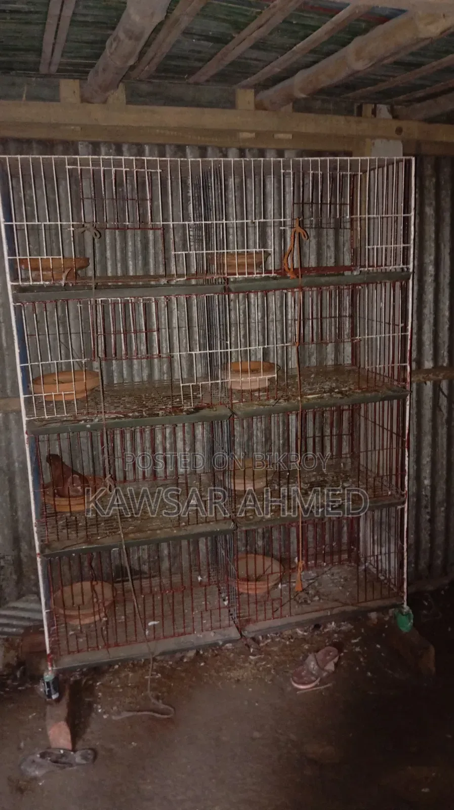 Pigeons for Sale