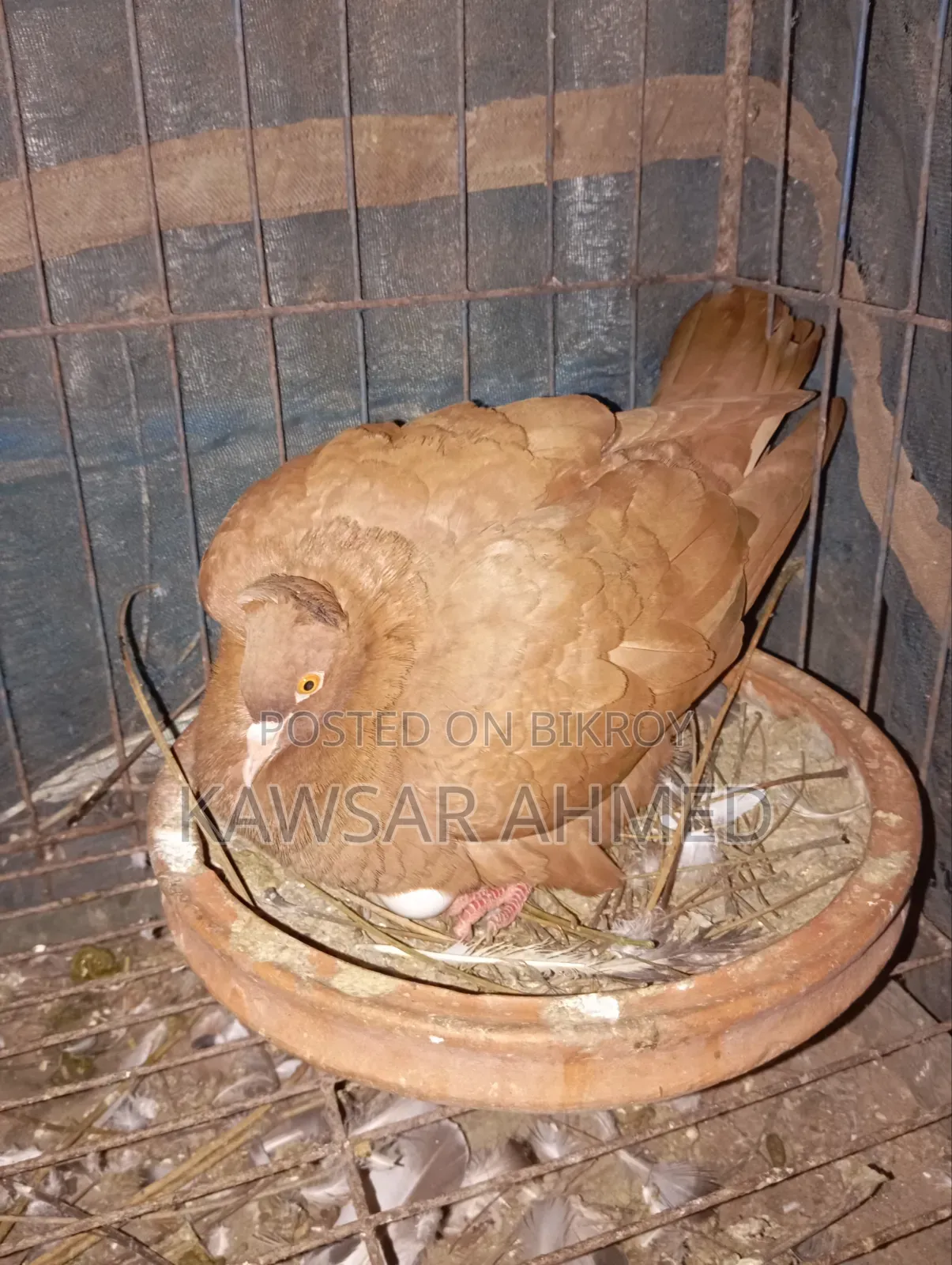 Pigeons for Sale