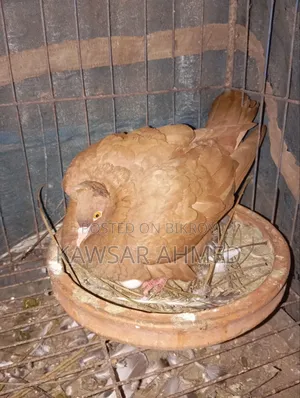 Pigeons for Sale