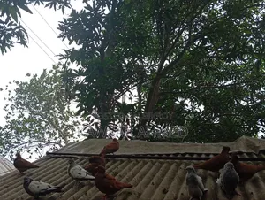 Pigeons for Sale