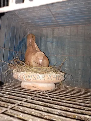 Pigeons for Sale