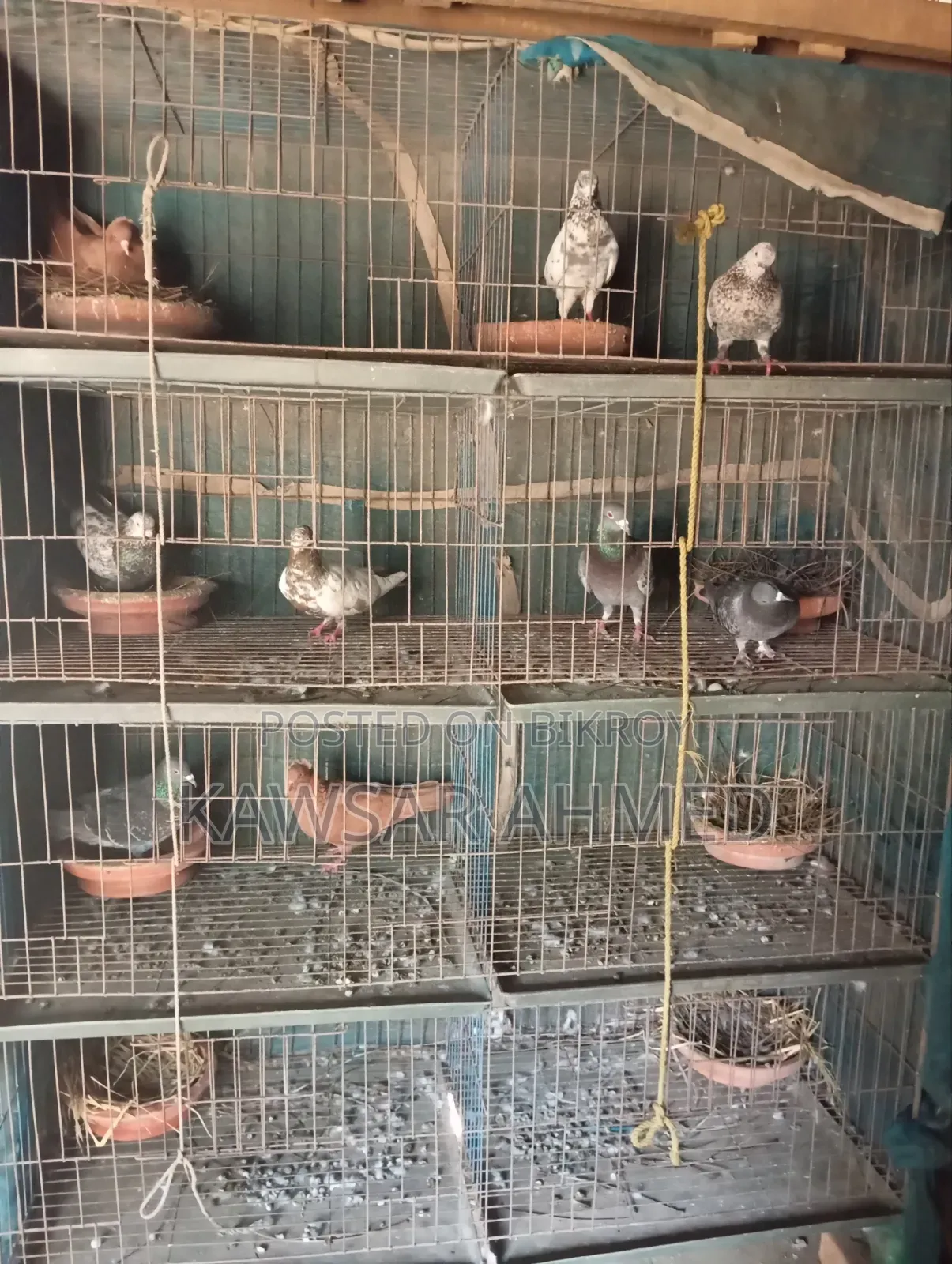 Pigeons for Sale