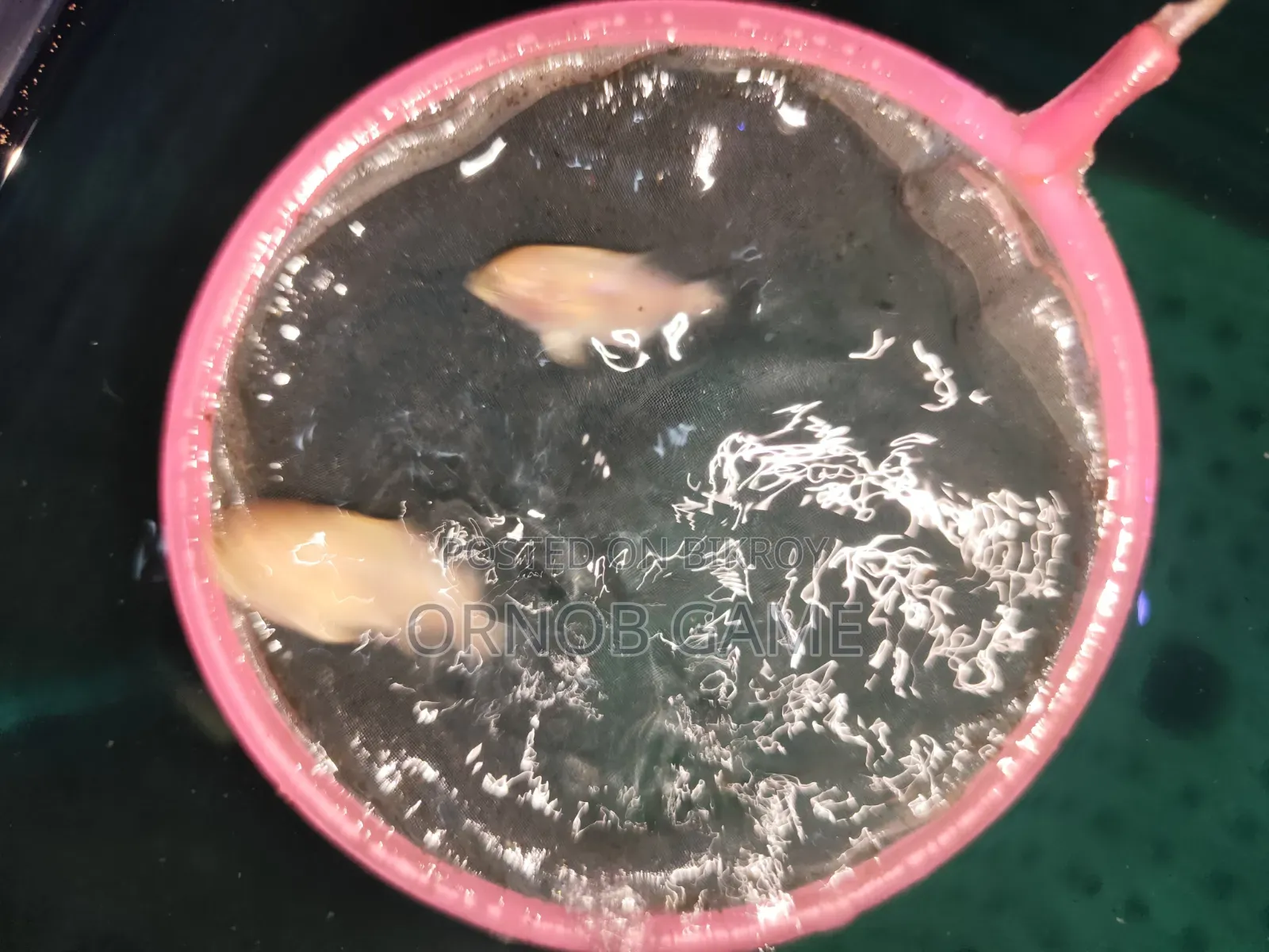 অস্কার ফিশ বেবি
