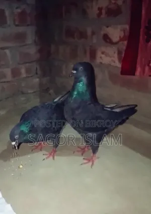 Completely Healthy Pigeon