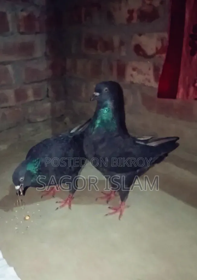 Completely Healthy Pigeon