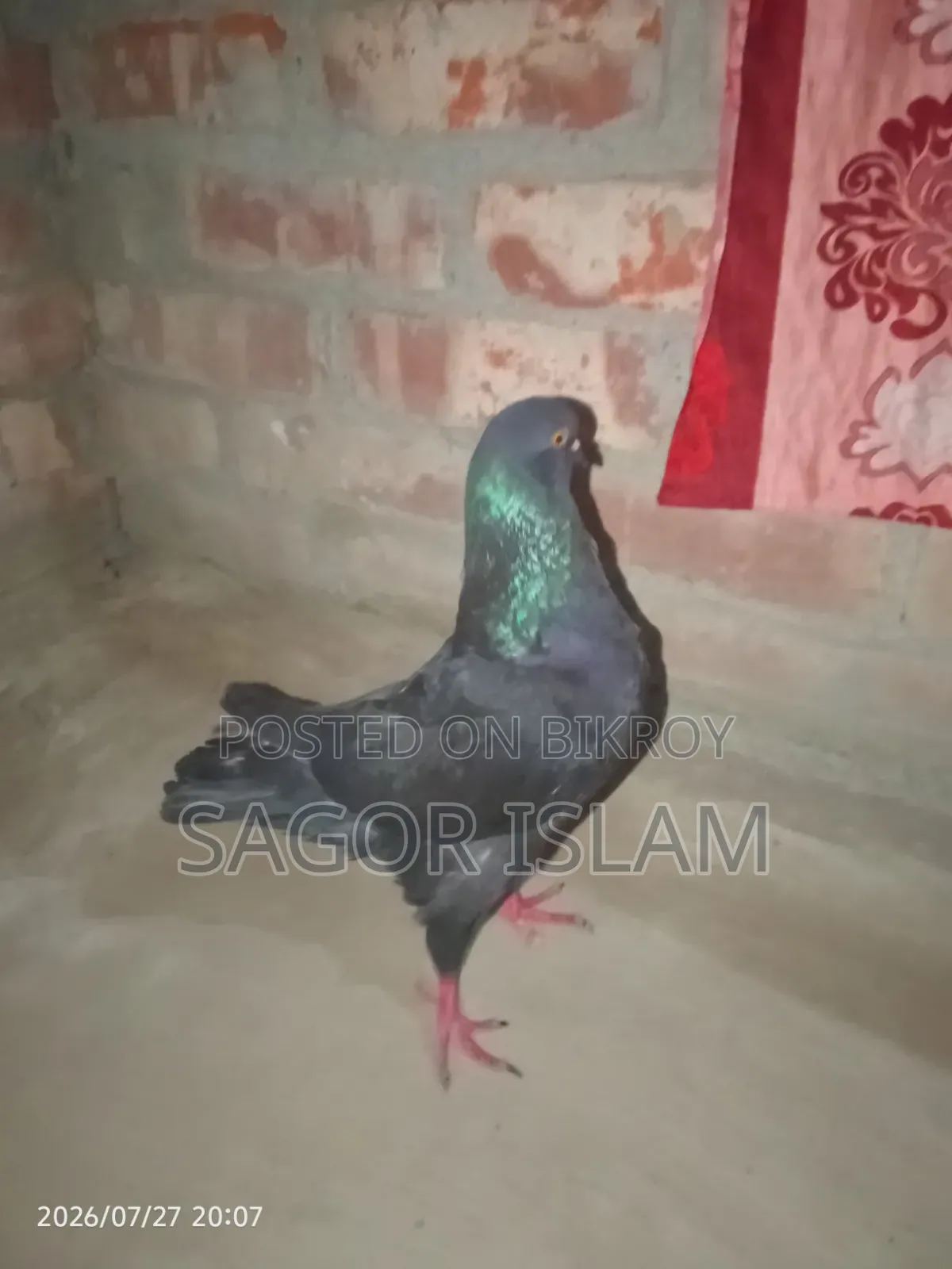 Completely Healthy Pigeon