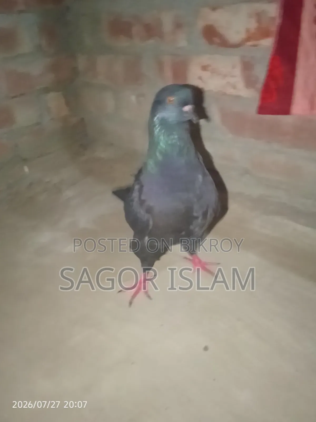 Completely Healthy Pigeon