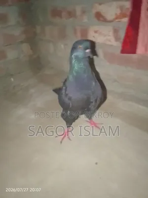 Completely Healthy Pigeon