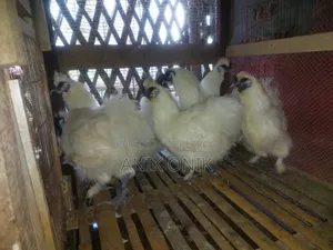Silkie Chicken for Sale