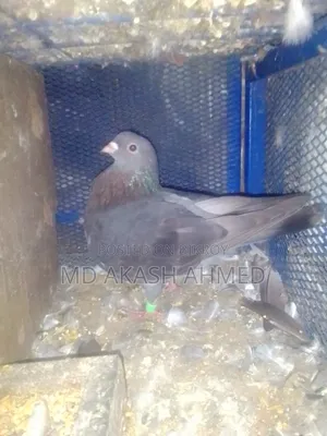 Pigeons for Sale