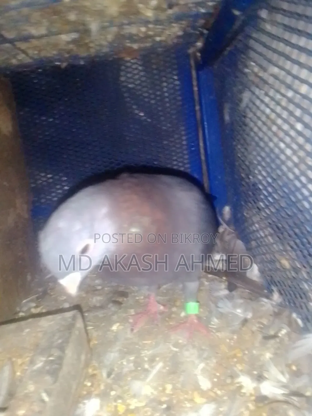 Pigeons for Sale