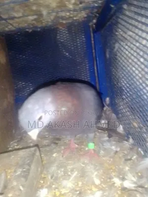 Pigeons for Sale