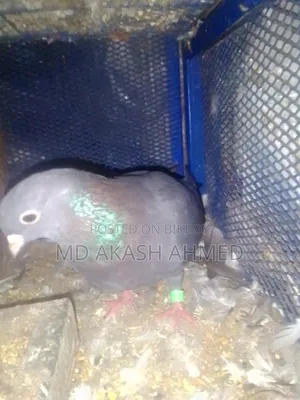 Pigeons for Sale