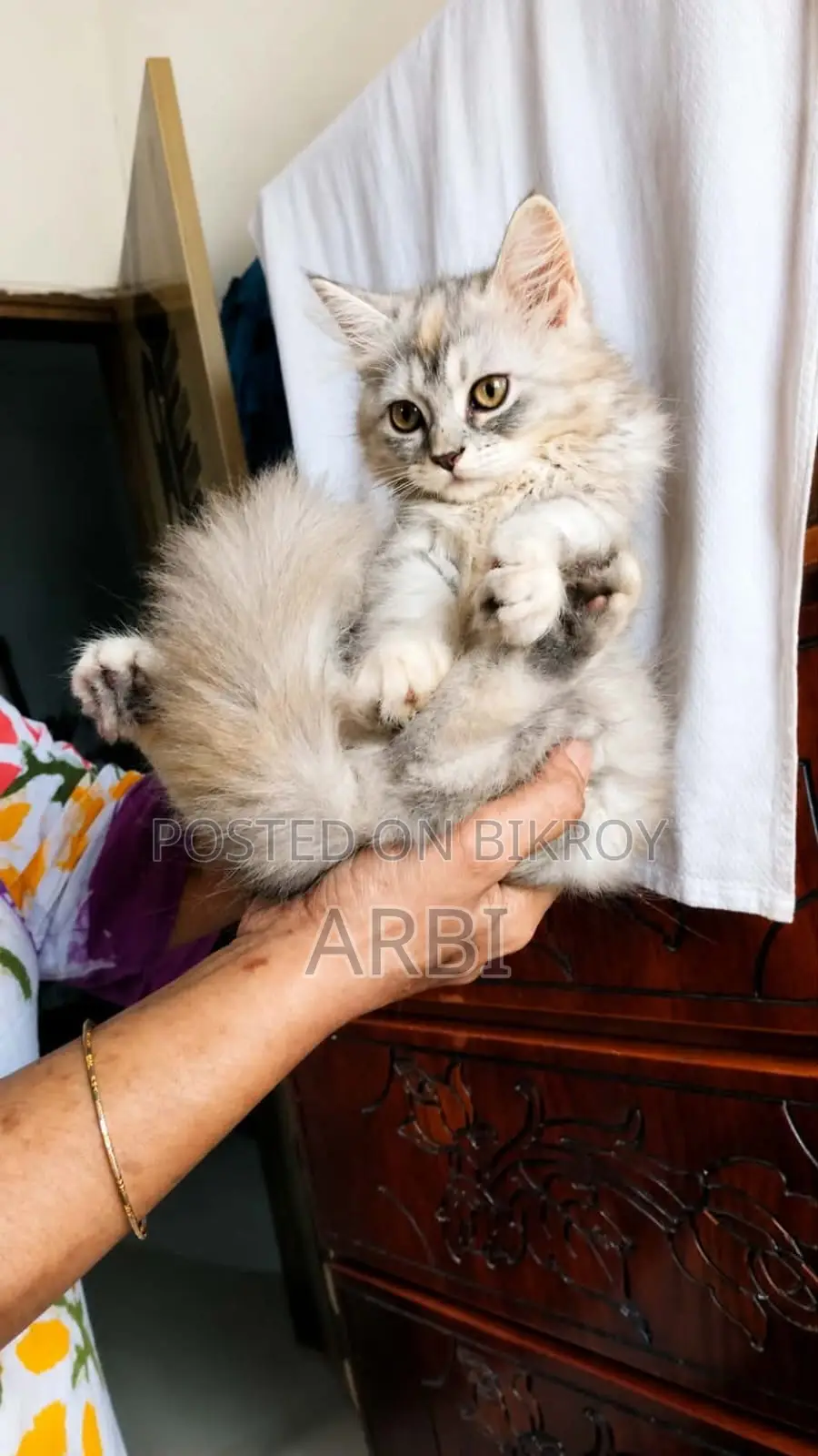 1-3 Months Female Purebred Persian