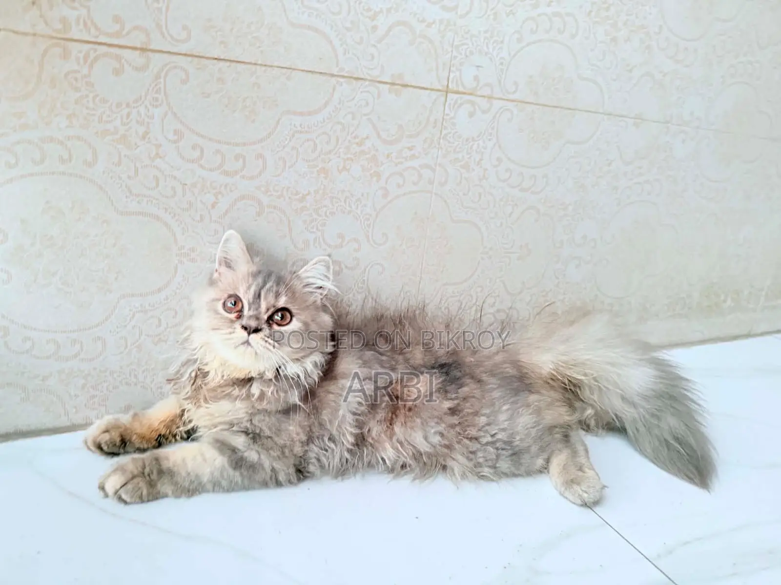 1-3 Months Female Purebred Persian