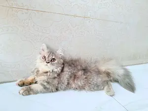 1-3 Months Female Purebred Persian
