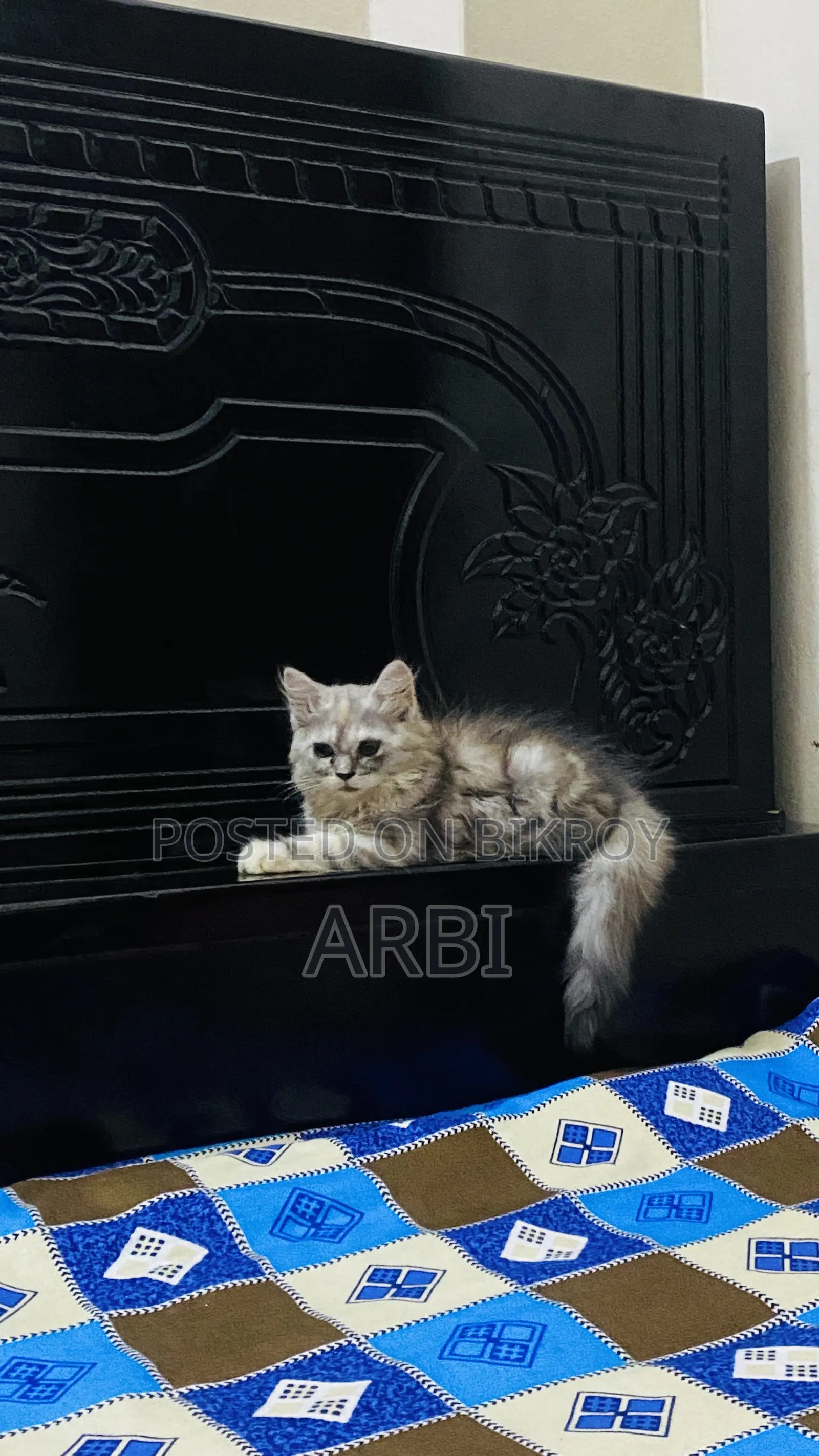 1-3 Months Female Purebred Persian