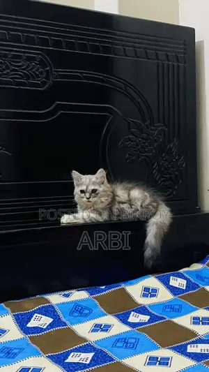 1-3 Months Female Purebred Persian