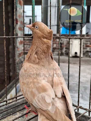 4 Female Pigeons